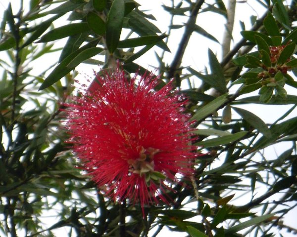 Flora y Fauna